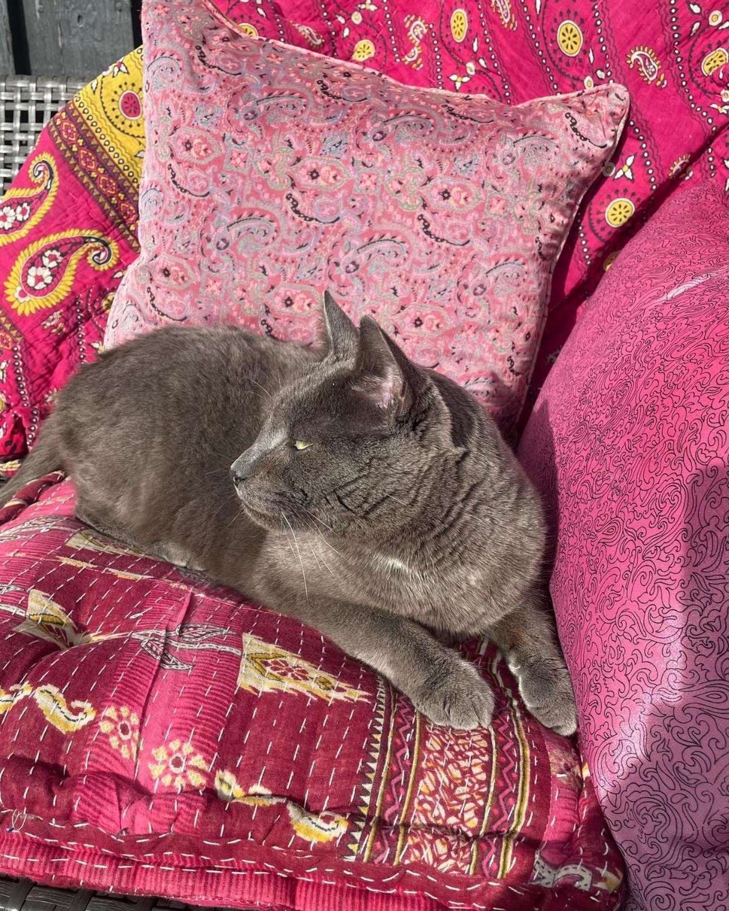 Cool Familyhome Close To The Beach W Two Cuddly Cats Espergærde 外观 照片